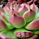 쥬뗌므 이미지