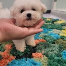 은하수펫샵 이미지