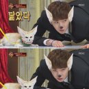 사막여우 이미지