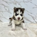 오독안심분양센터 강아지분양 고양이분양 인천점 이미지