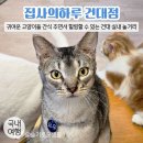 집사의 하루 건대점 | 건대 실내 놀거리 / 건대 고양이카페, 집사의하루 건대점 / 귀여운 고양이들 간식주기
