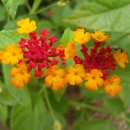 나무향기펜션 이미지