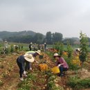 감자마을 이미지