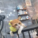 멍이의 품격 이미지