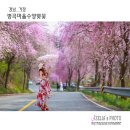 벚꽃길13 이미지