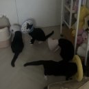 이 사람은 한 주에 몇 번 떡을 먹었을까