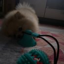 도그파우 이미지