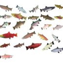 연어의 종류 / 연어요리 / 연어알 / 이쿠라 (salmon,鮭 サケ / イクラ) 이미지