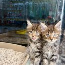 러블리메인쿤 이미지