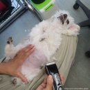 개-1번지 이미지