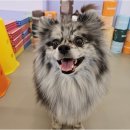 리치펫하우스 이미지