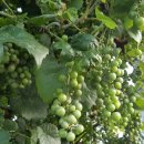 머루다래 이미지