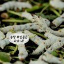 최영숙농장 이미지