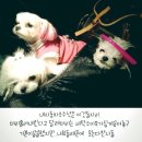미니 앤 바니 애견샵 이미지