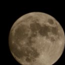 풍납주먹고기 이미지