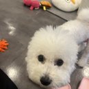 독 블레스 유 | [중랑 신내 애견카페] &#34;독블레스유&#34; 내돈내산 솔직 후기