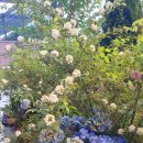 목련헤어라인 이미지