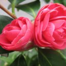 H9079 Daum카페