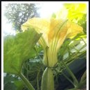 호박꽃식품 이미지