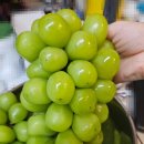 데이프룻 | (내돈내산) 고당도 샤인머스켓