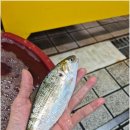 천지대게 이미지