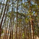 내천경로식당 | 이 가을 낭만투어! 순천 송광사! 선암사!