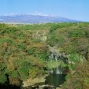 제주 천제연 난대림 이미지