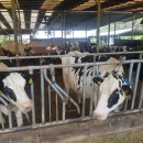 광현목장 이미지