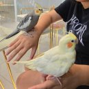 리프패럿 롯데마트 광복점 이미지