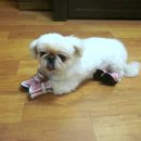 신발신은 강아지 이미지