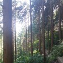 편백나무숲 이미지