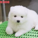 요미독 강아지분양 일산점 Daum카페