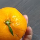 신영과일