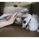 해남동물병원