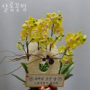 샬롬꽃방 - 강북구 오현로31길 16 | 샬롬꽃방