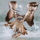 BEAUTIFUL OWLS 15 이미지