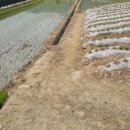 괴산군감물면이담보건진료소 | 2017 타경 51804 .충청북도 괴산군 감물면 이담리 764-10 경매 답충청북도 괴산군 감물면 이담리 . 답 경매