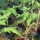 박종일농장 이미지