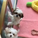 똥꼬 발랄 펫샵 이미지