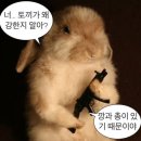 MSC 크루즈 무료로 타는 방법(2): 스테이터스 매치란? 시저스 다이아몬드 등급만들기 (founderscard...