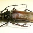 하늘소 이미지