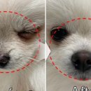 펫힐링센터 이미지