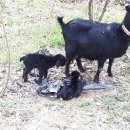 아기염소 이미지