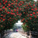 5월 서천독서가치 | 서천 동백꽃 쭈꾸미 축제 기본정보 쫄깃쫄깃 방문팁