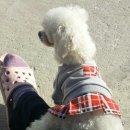 빙고 애견카페 이미지