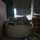 메르시독 이미지