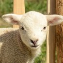 양한마리 이미지