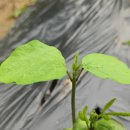 현태농장 이미지