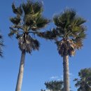 세탁 테라스 | 제주도 구좌읍 숙소 MJ리조트 스탠다드테라스 후기