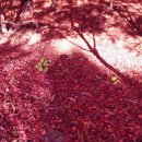 한천자연휴양림 이미지